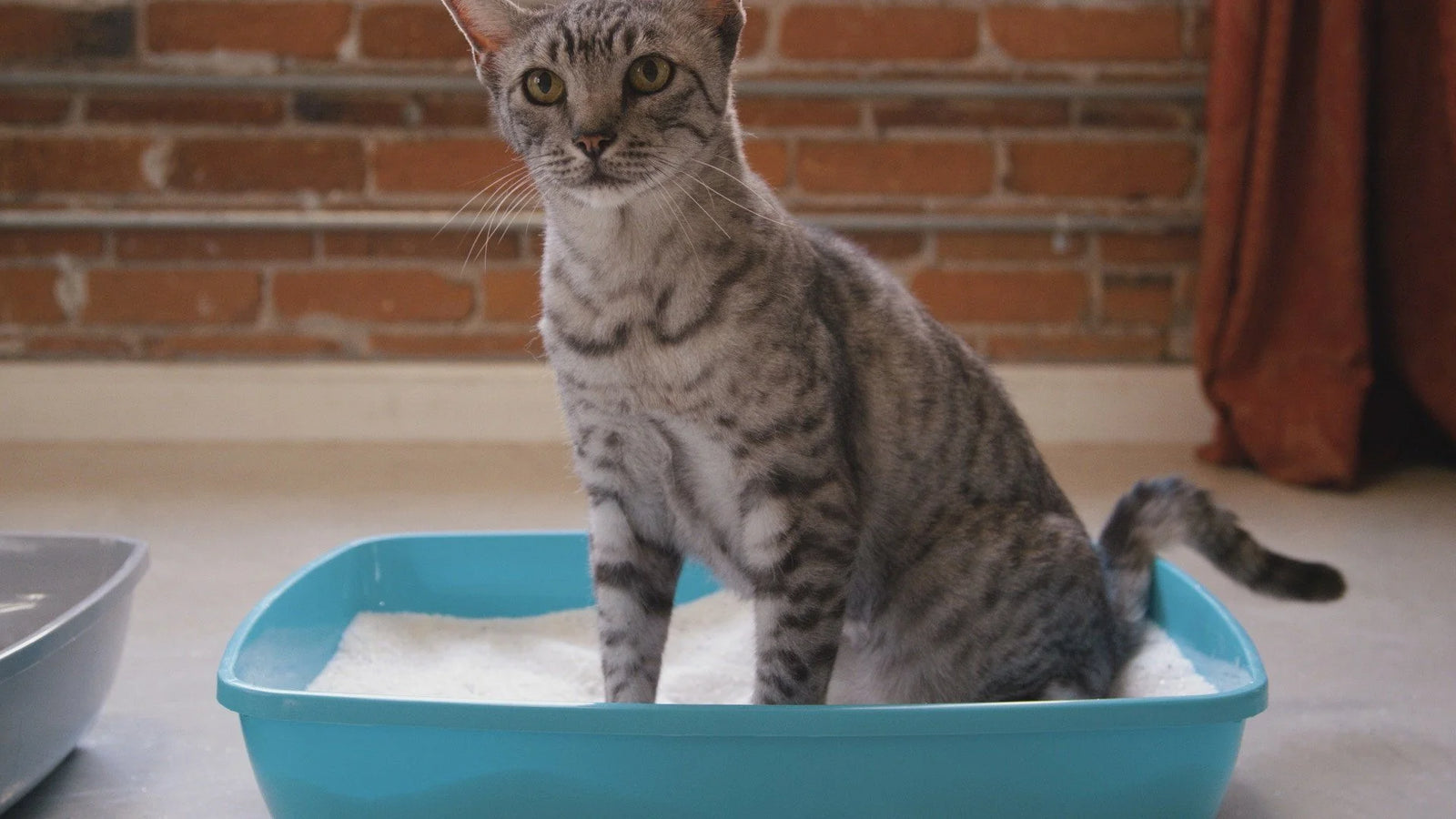 cat in litter box