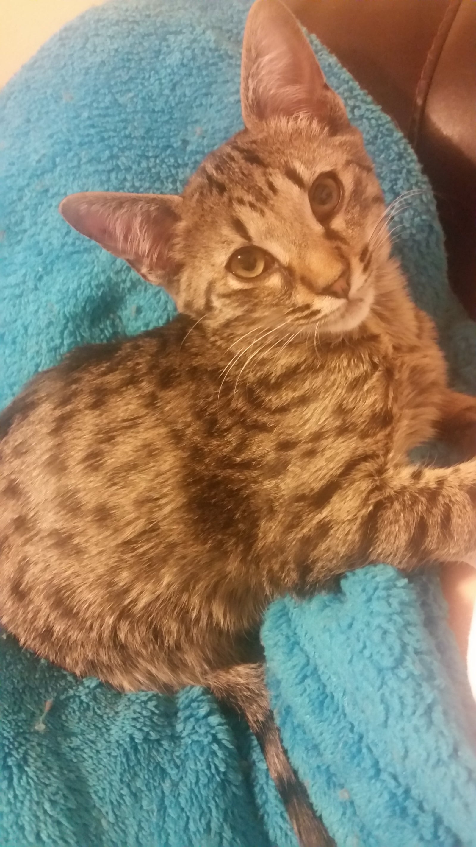 August Cool Cat of the Month: Meet Scrumptious!