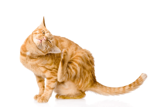 5 Top Health Issues Caused By Fleas