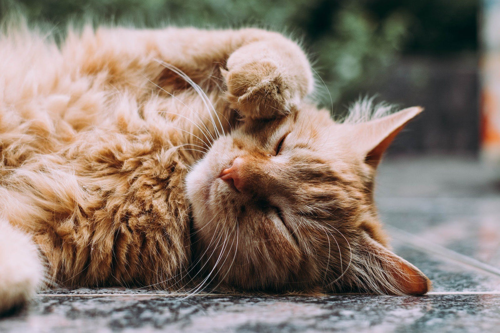 orange cat