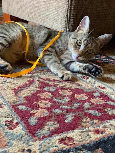 March Cool Cat of the Month: Meet Bailey!