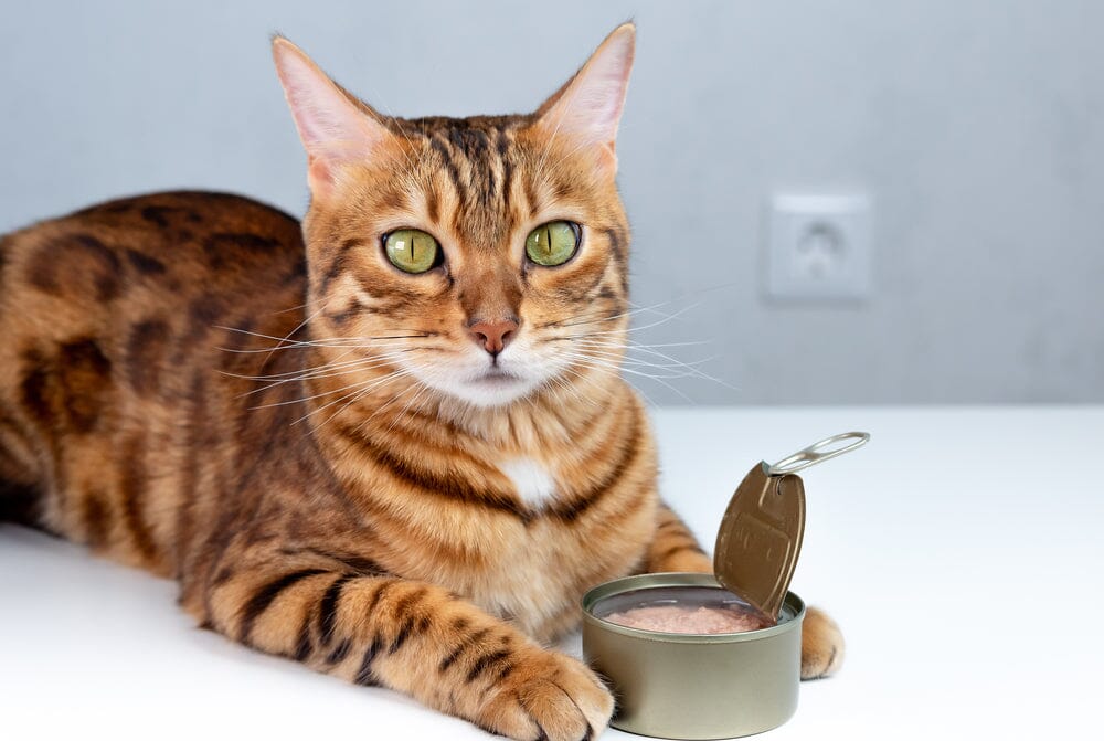 Can Cats Eat Tuna