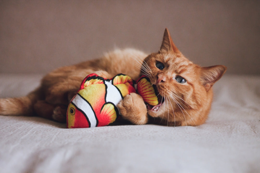 Can Cats Have ADHD