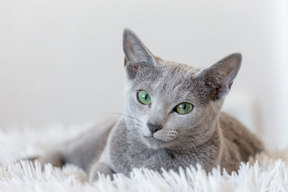 Can Your Indoor Cat Catch Fleas?