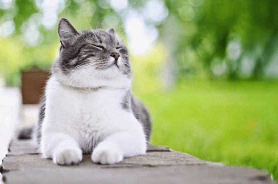 cat sleeping