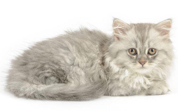 gray kitten