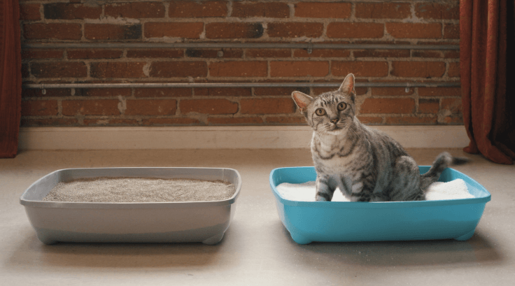 cat in litter box