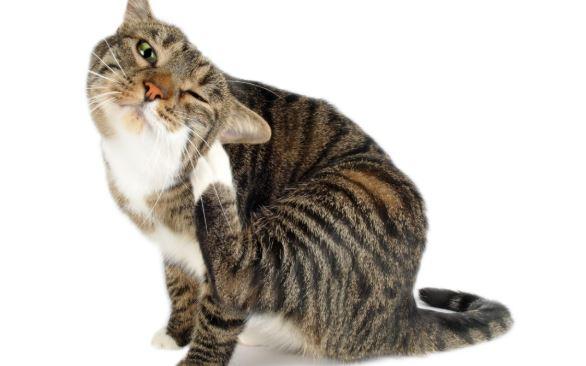 cat scratching head