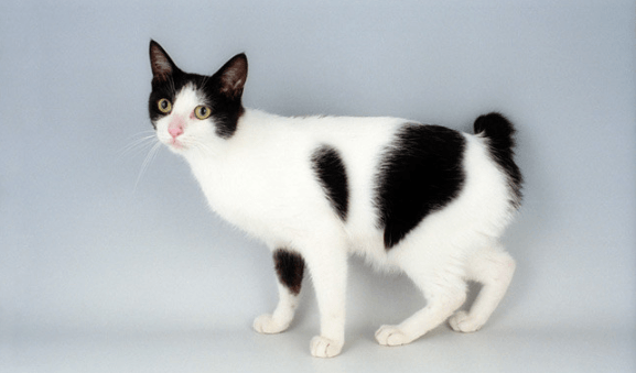 Japanese Bobtail Cats