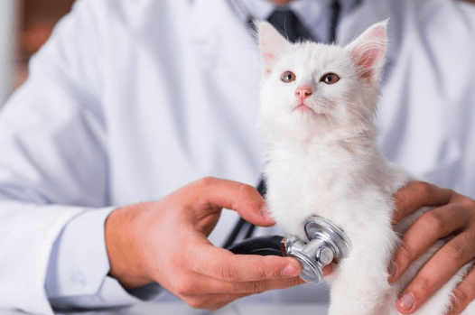 cat with doctor