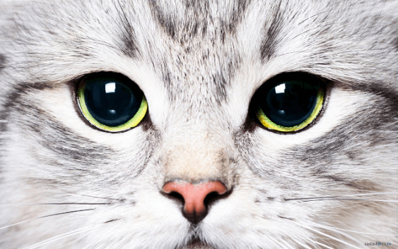 cat face