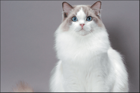 ragdoll