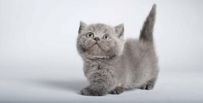 Munchkin