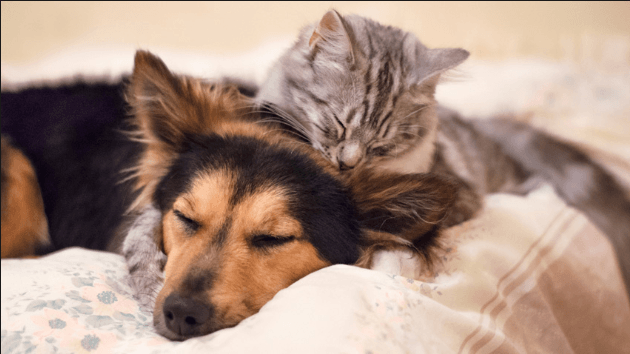 cat and dog