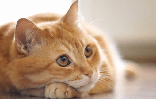 cat acne