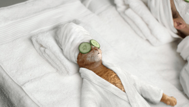 cat getting massage