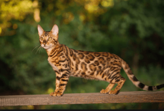 hybrid cat