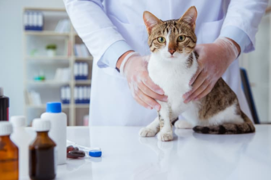 Cat Dandruff: Causes, Treatment, and When to See a Vet 