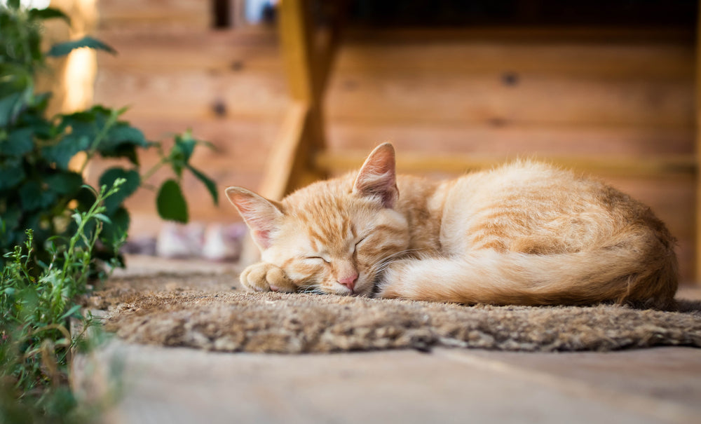 Cat Heartworm: Causes, Prevention & Treatment