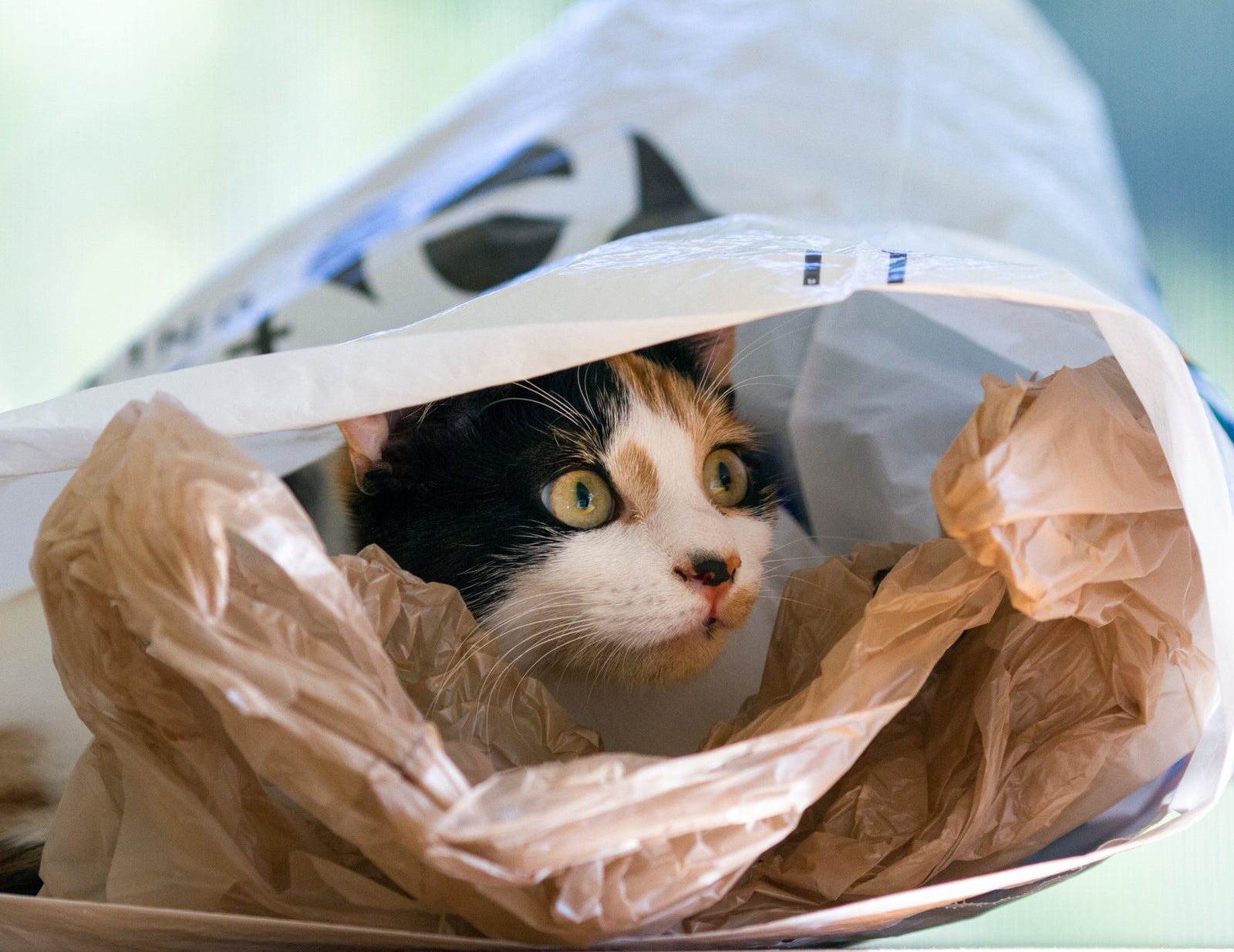 Why Does My Cat Eat Plastic?