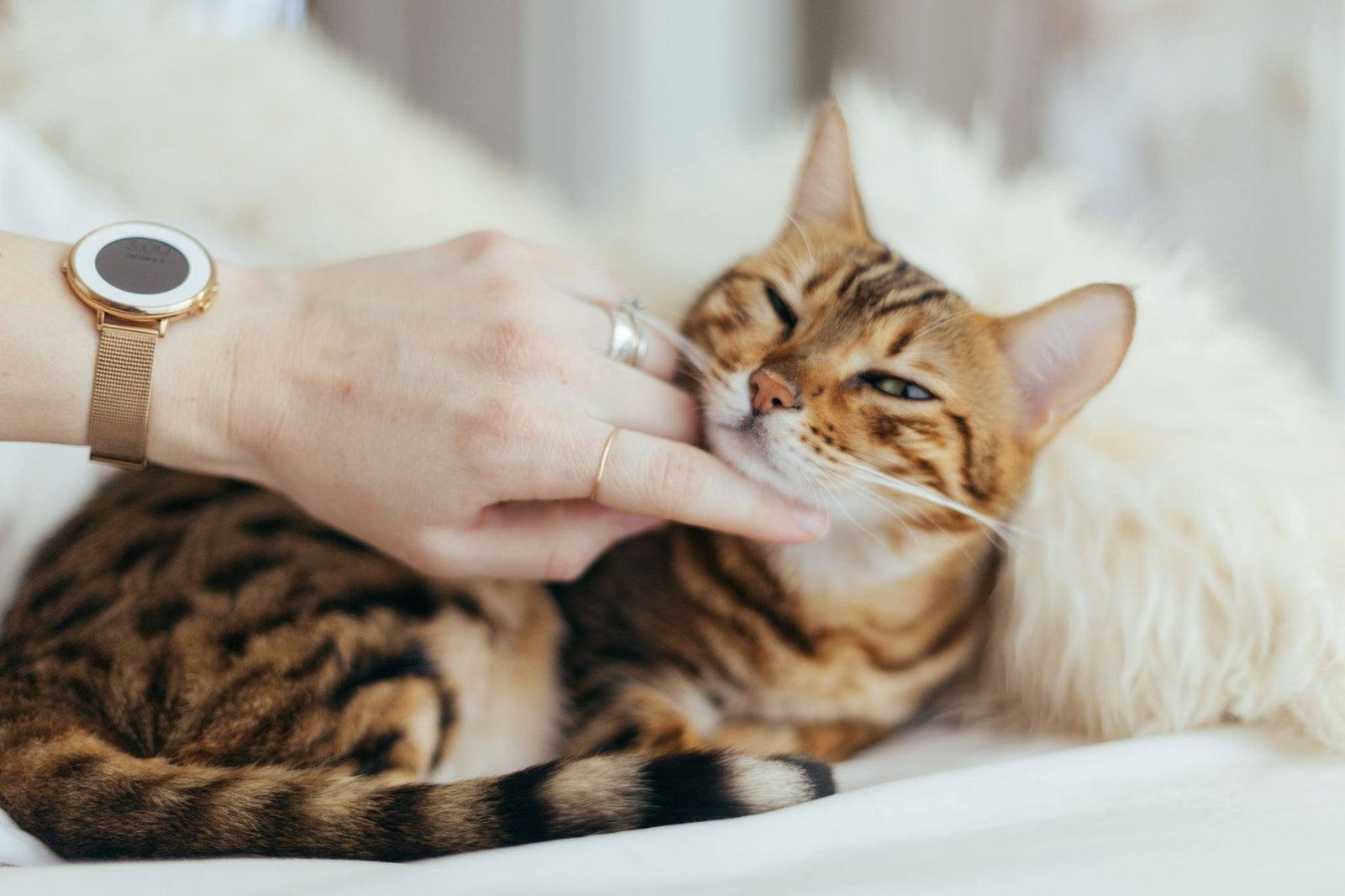 hand scratching cat