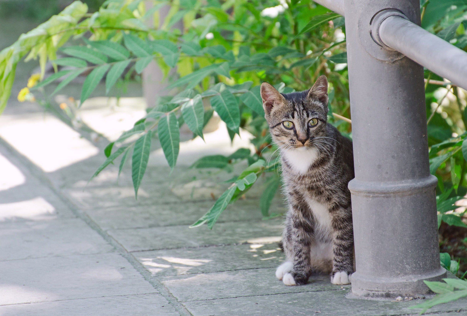 stray cat