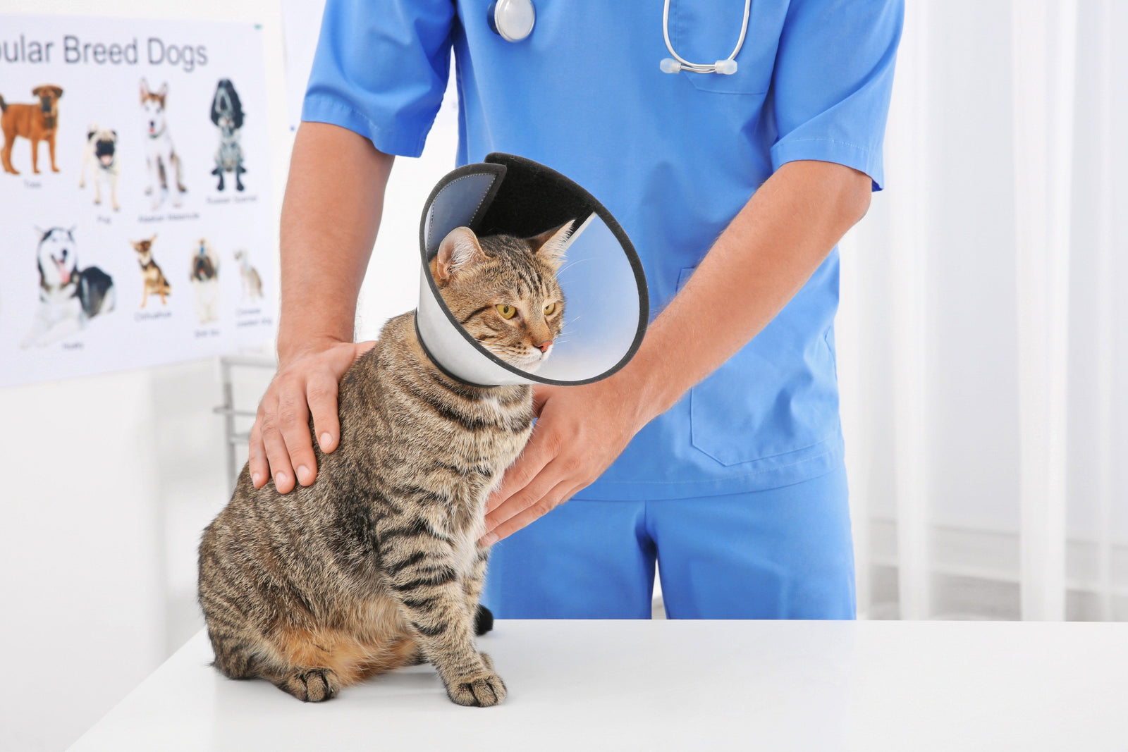 cat at vet