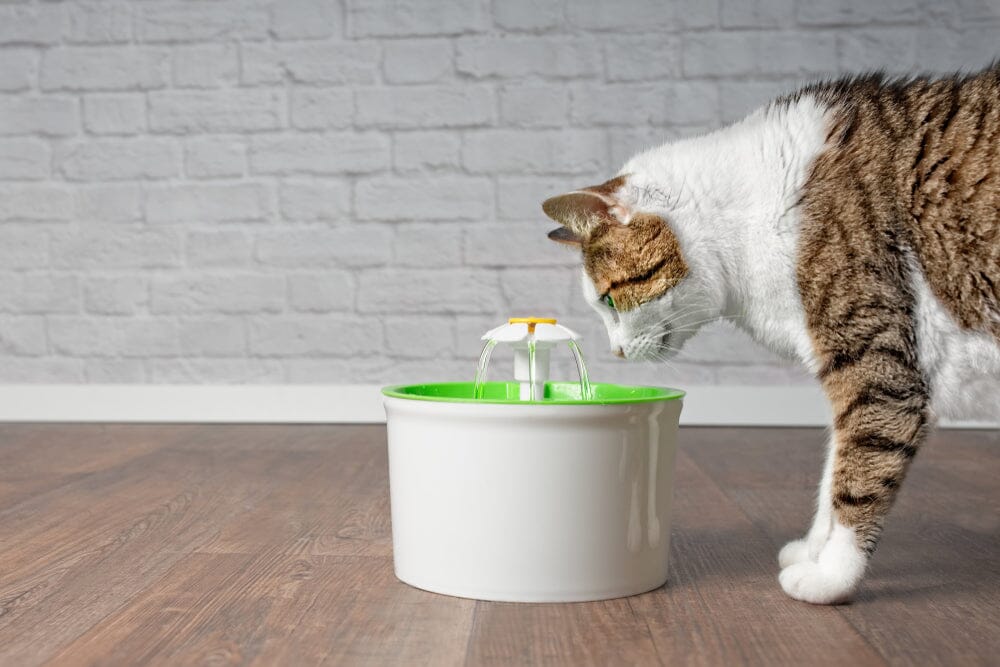 Cat Hydration