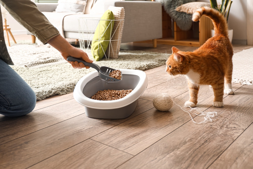 Comparing PrettyLitter vs Genius Litter