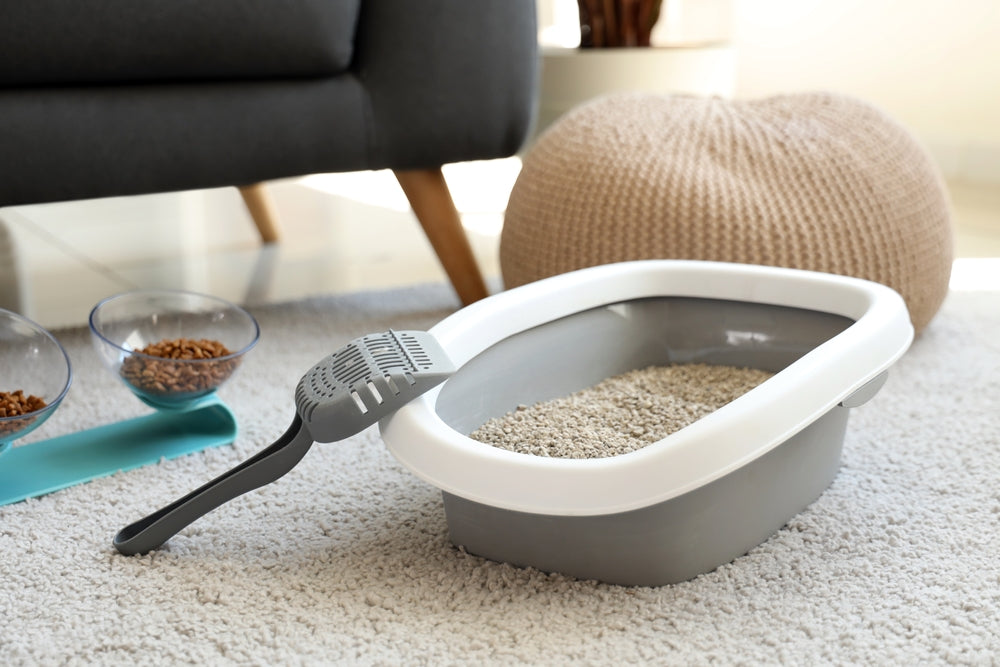 Does Cat Litter Expire