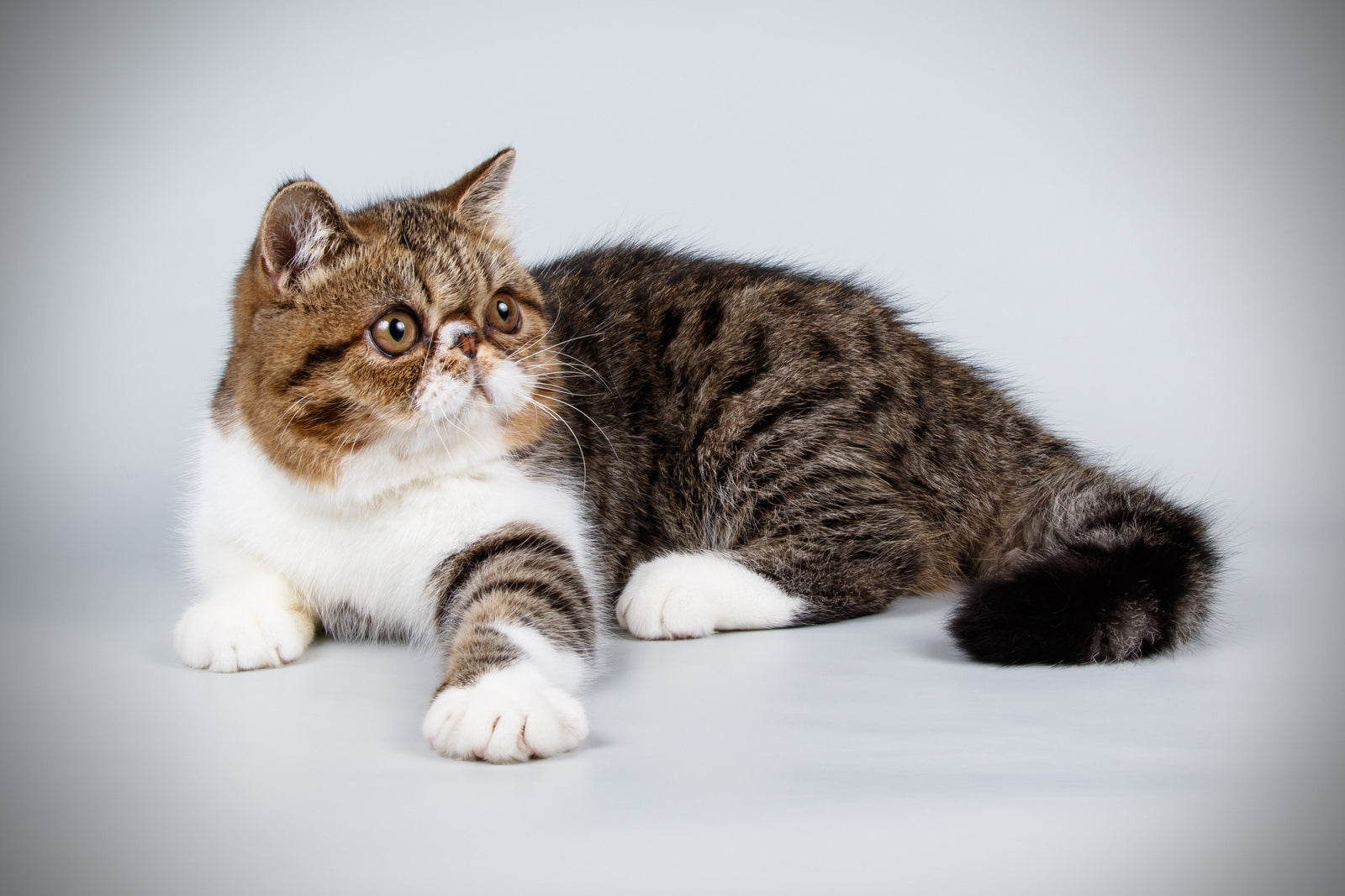 Shorthair cat