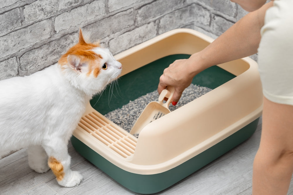 Feline Incontinence
