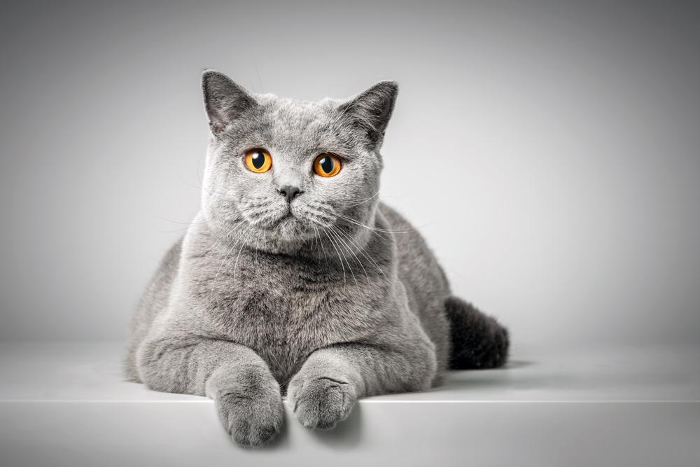 Feline Infectious Peritonitis (FIP): A Potential Treatment