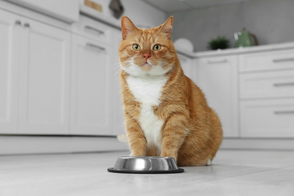 Feline Inflammatory Bowel Disease