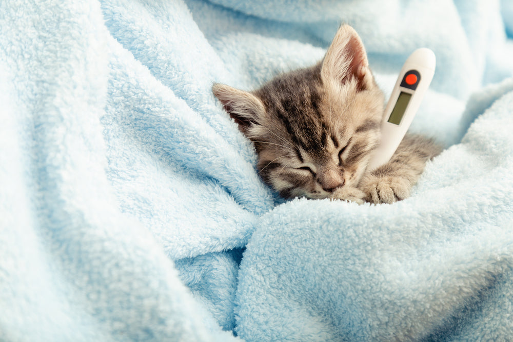 Feline Upper Respiratory Infection: Symptoms & Treatments