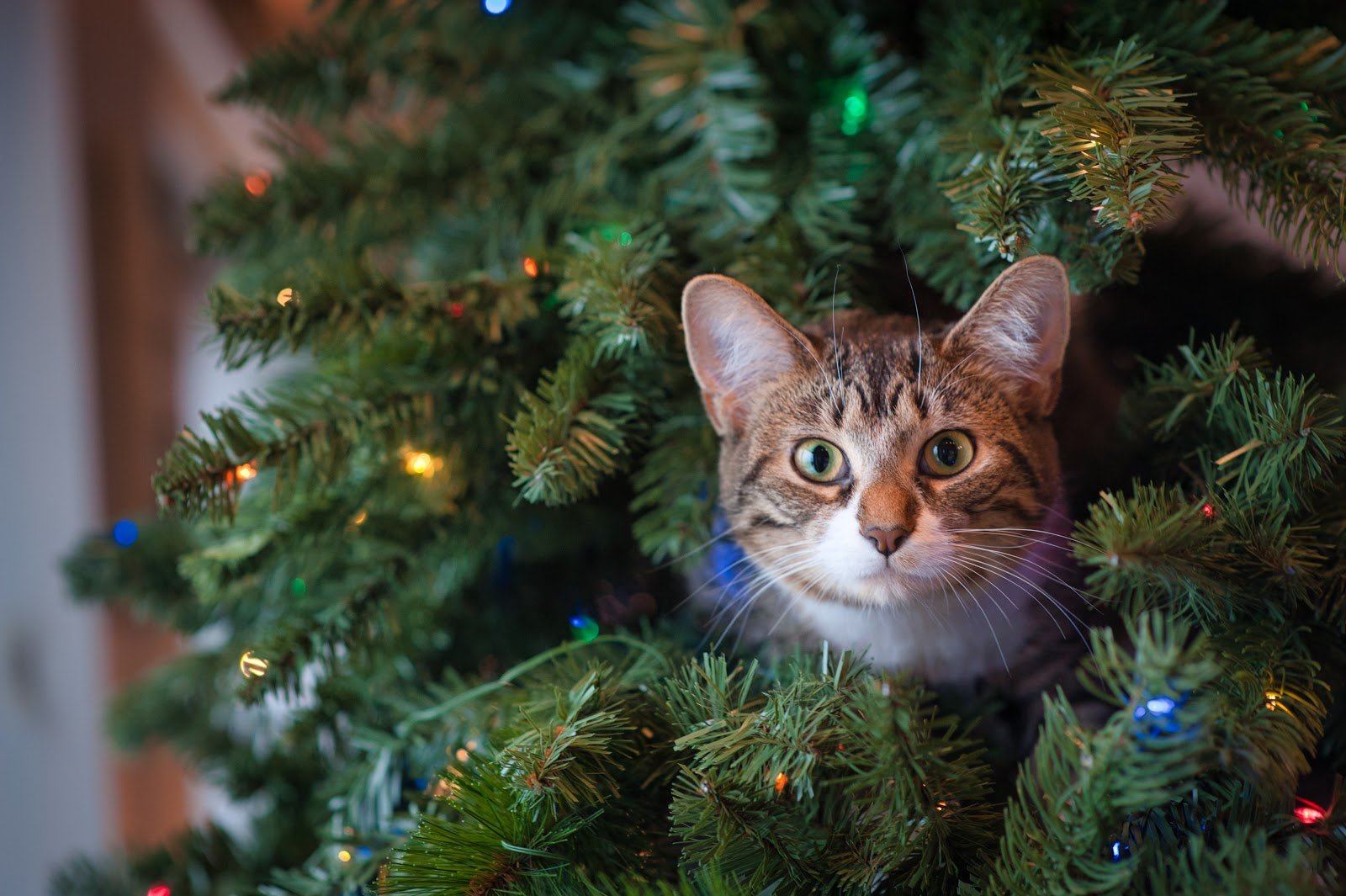 Holiday Gift Guide for Cat Lovers