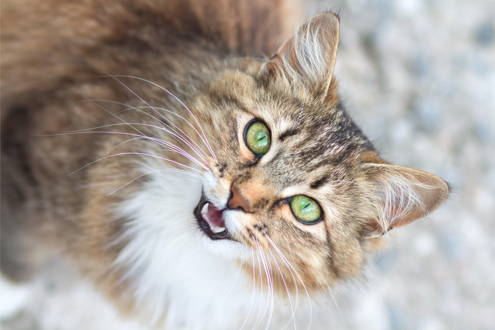 cat meowing