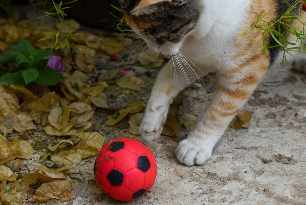 How to Exercise a Cat