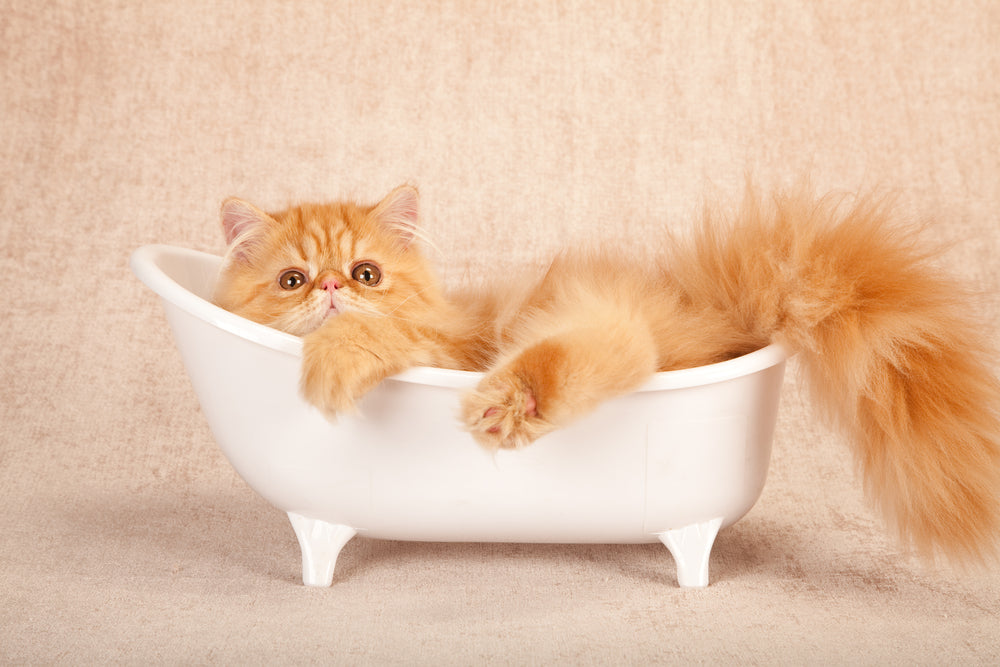 How to Survive Giving Your Cat a Bath