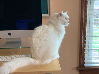 September Cool Cat of the Month: Meet Princess aka Little P!