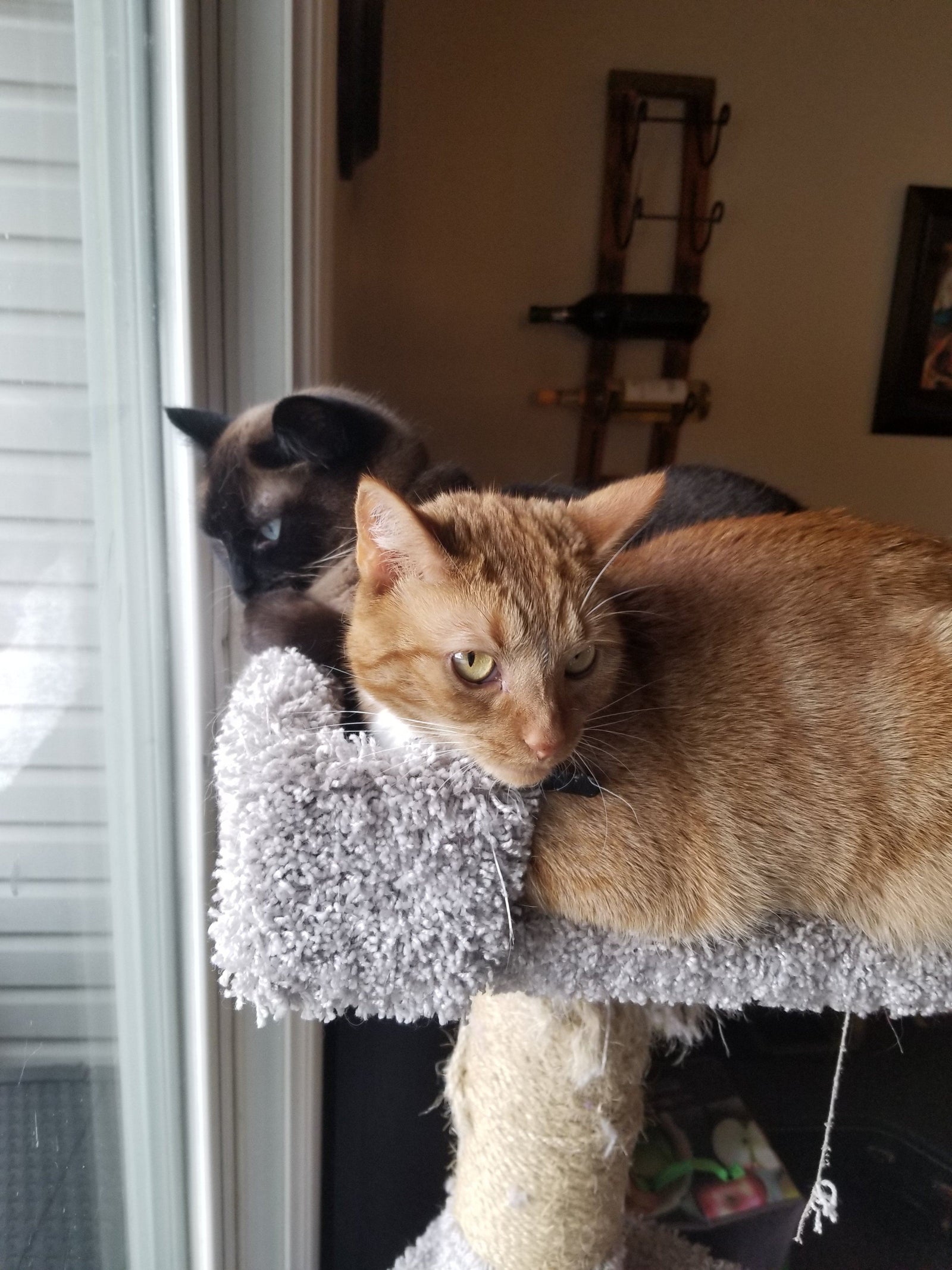 November Cool Cats of the Month: Meet Kit Kat and Karamilk!