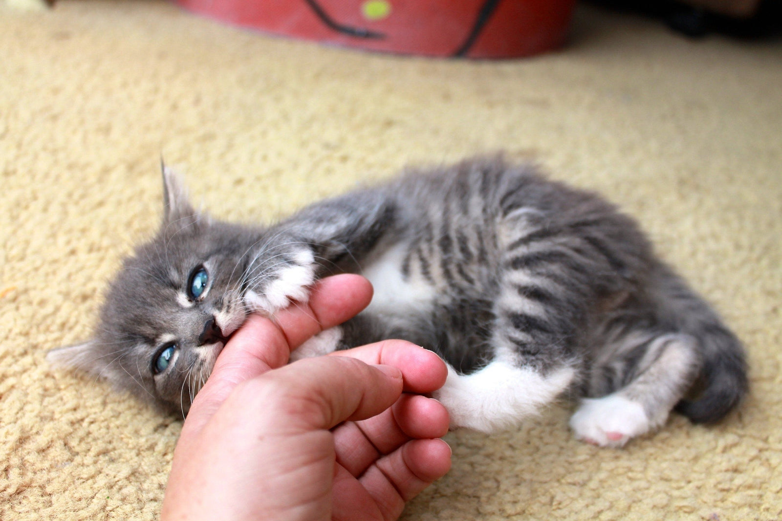 little cat