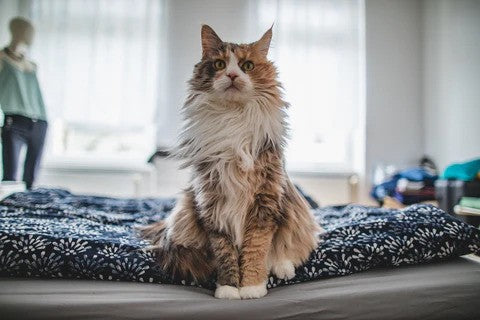 Fluffy Cat Breeds