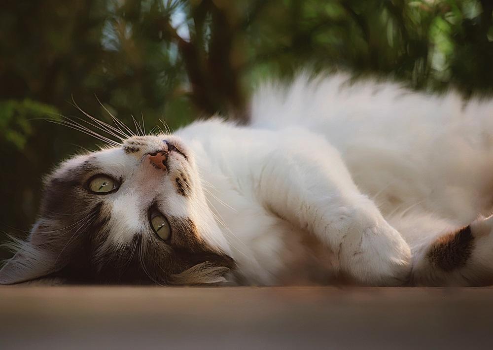 cat laying on ground