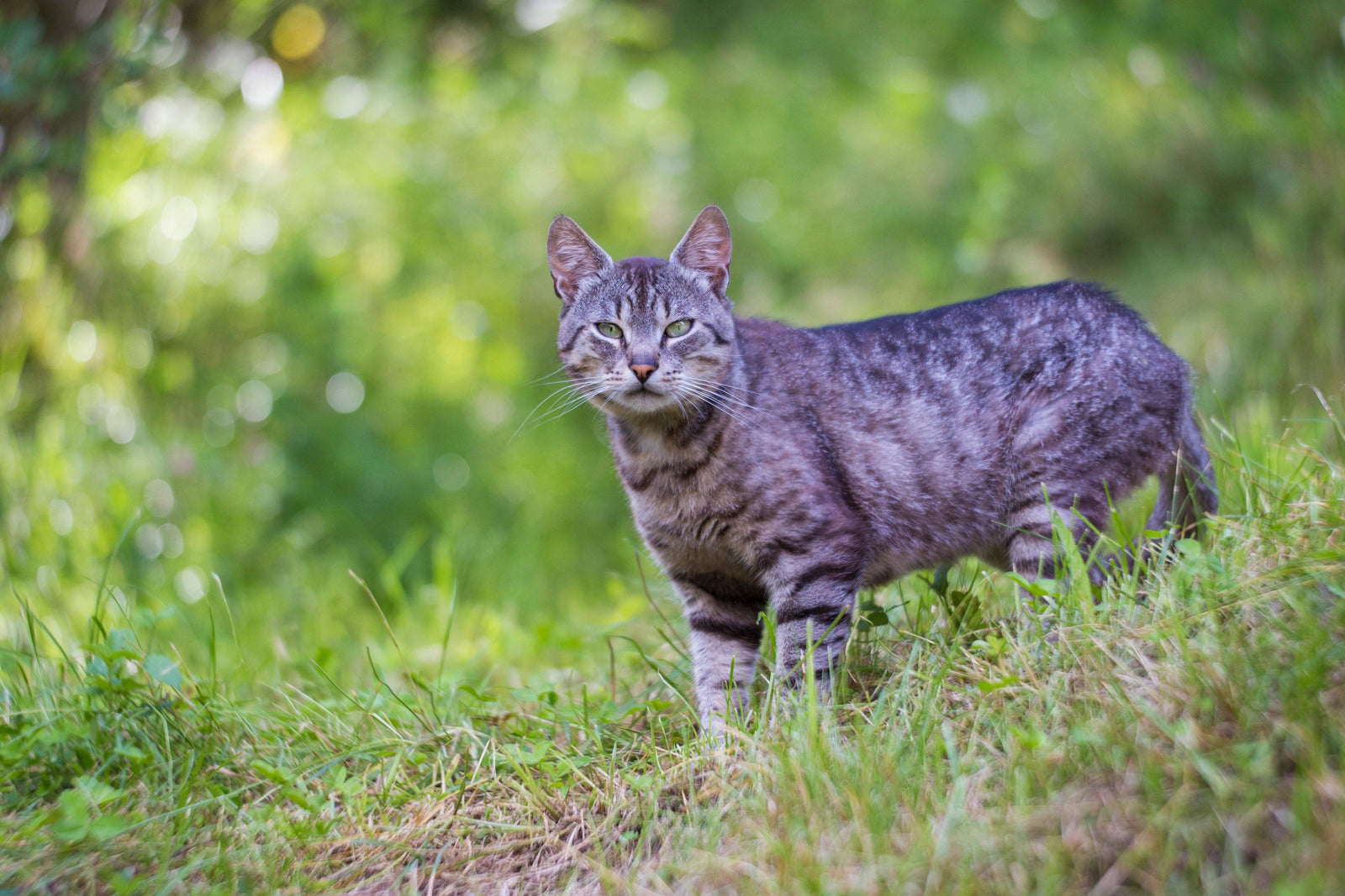 Manx Cats