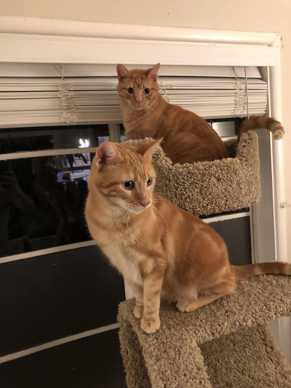 Cooper and Truman - Cool Cats of the Month