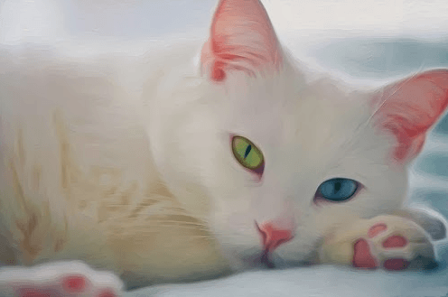 Khao Manee Cat