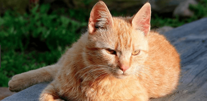  Brazilian Shorthair Cats