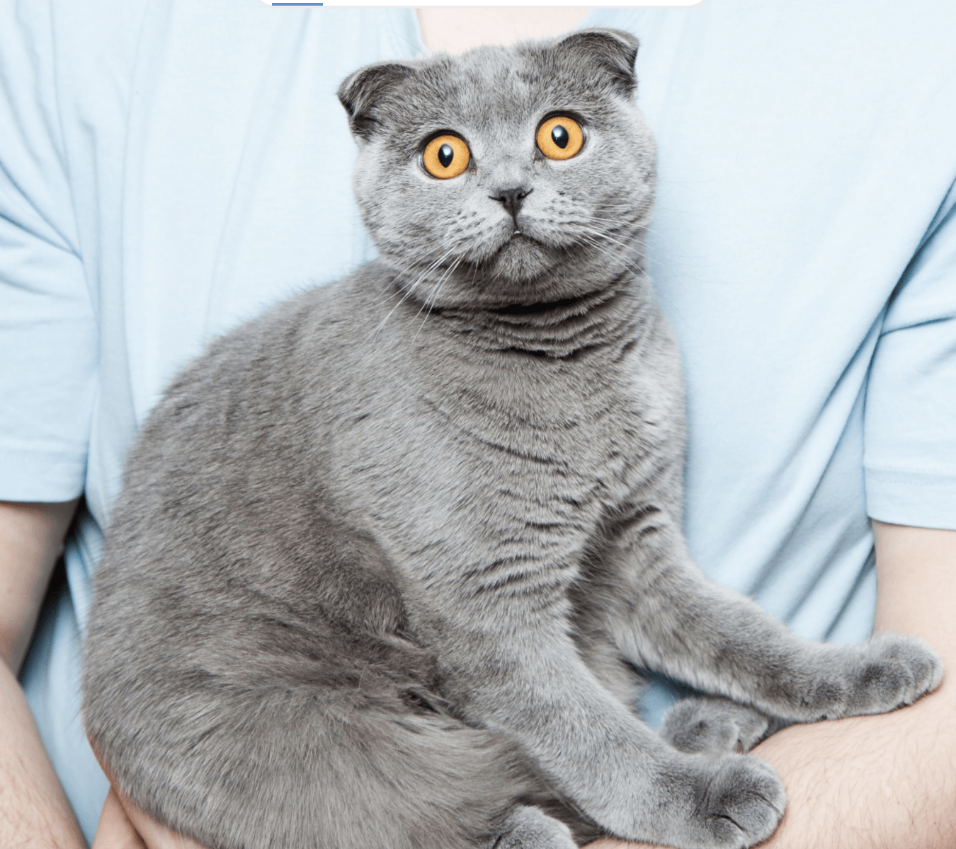 gray cat