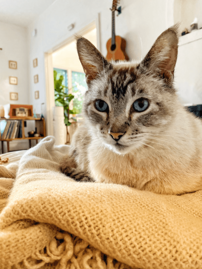 November Cool Cat of the Month: Meet Sirrus!